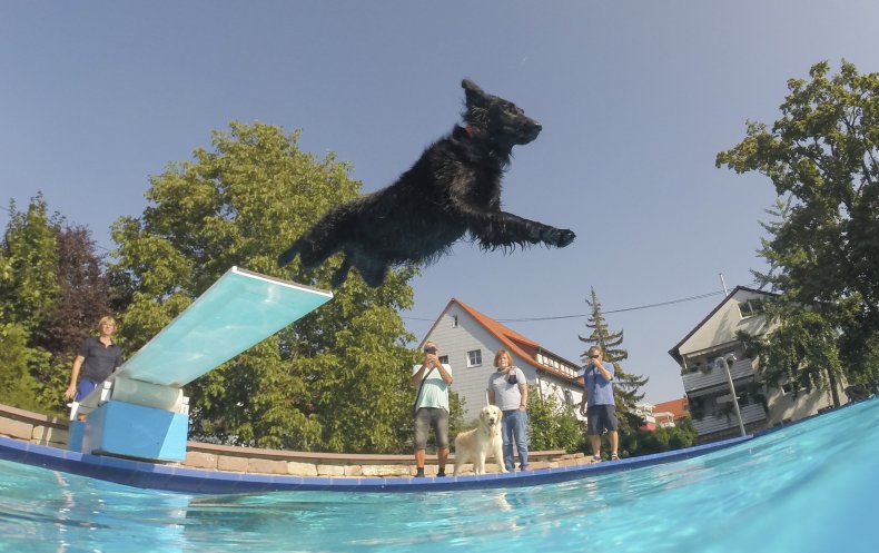 dog saves puppy swimming pool