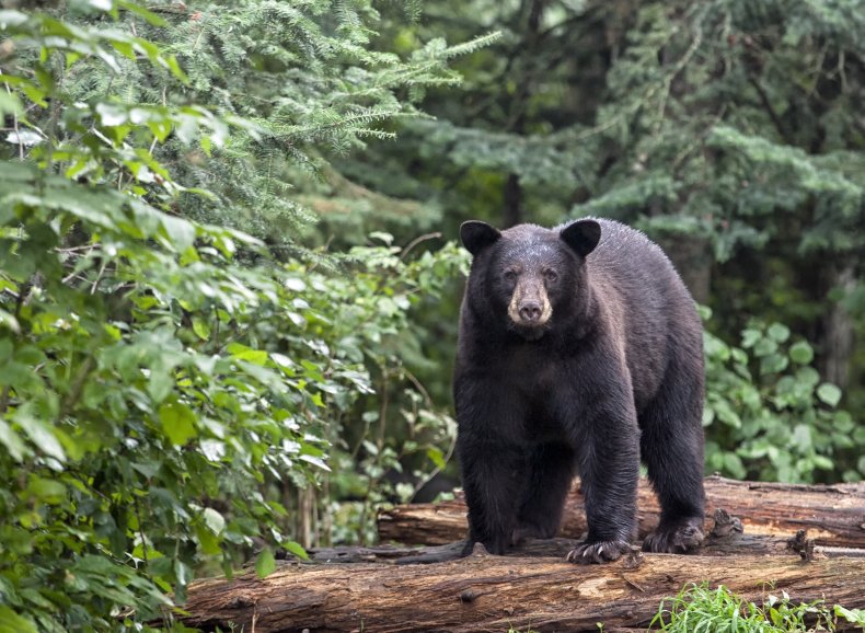 A black bear in northern Minnesota