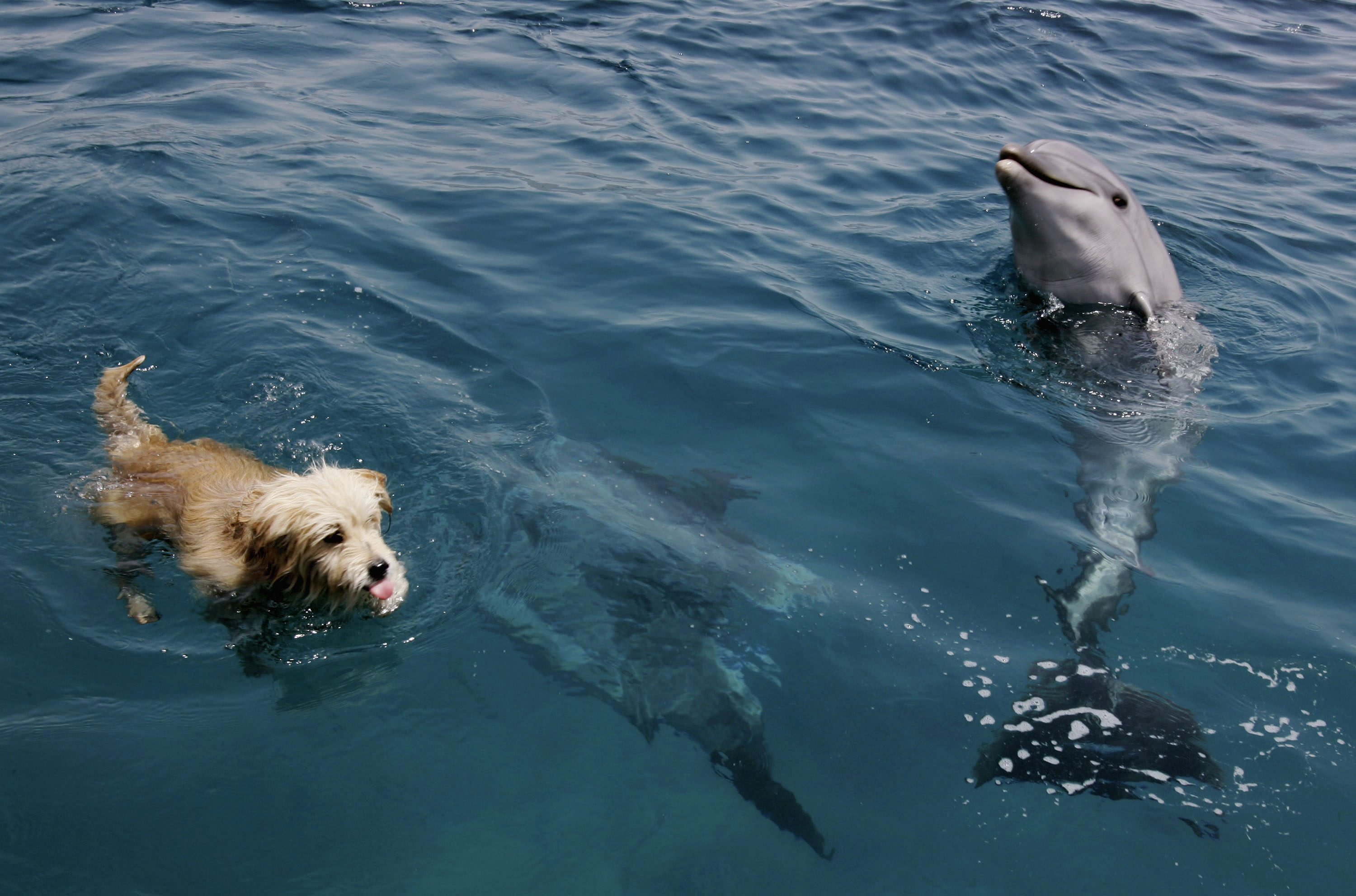 Dog and Dolphin Kiss in Heartwarming Photo of Unlikely Friendship