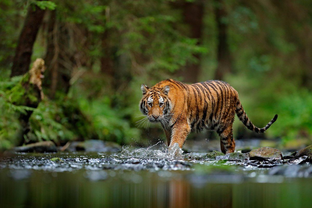 Tiger – Amazing Facts Of The Majestically Ferocious Animal