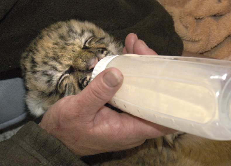 tiger cub bottle-fed
