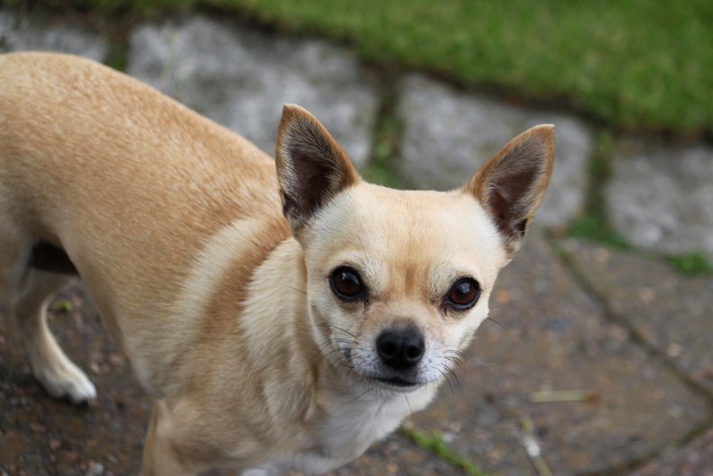 Stock photo of a Chihuahua dog