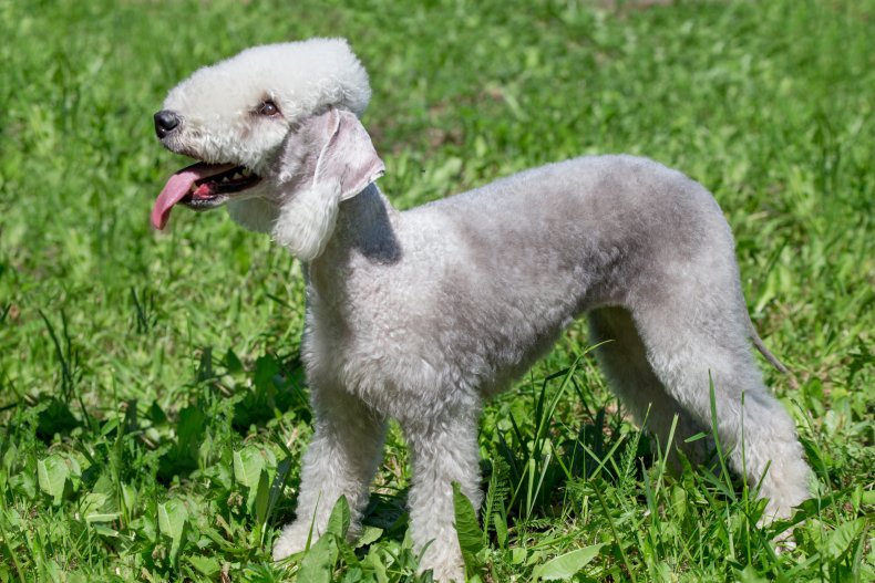 BEDLINGTON TERRIER