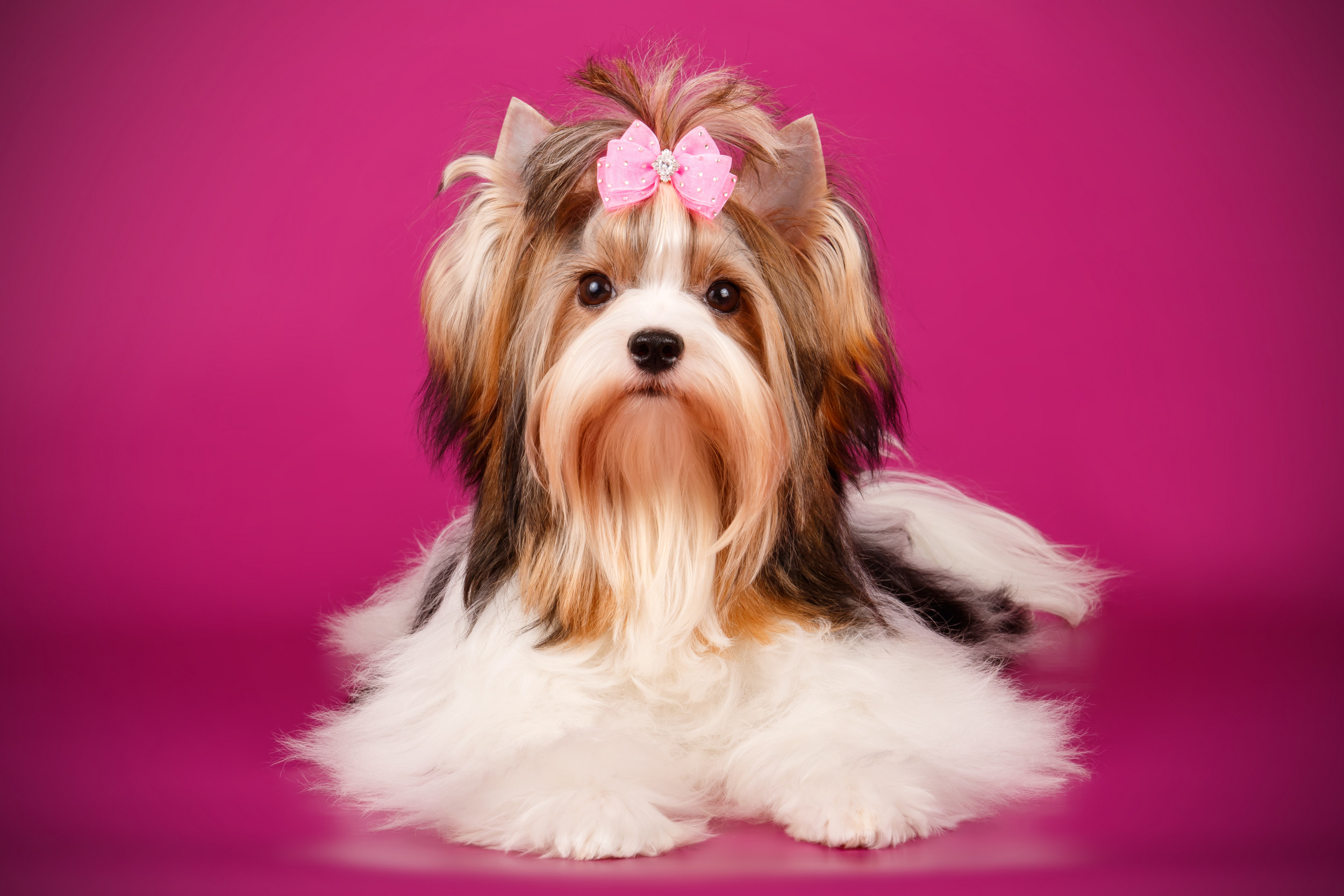 Easy going small dog breeds best sale