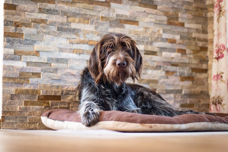 Cesky Terrier