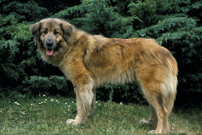 Estrela Mountain Dog