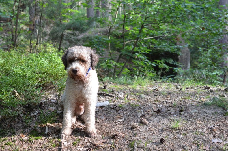 Lagotto Romagnolo