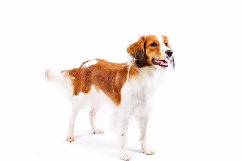 Nederlandse Kooikerhondje