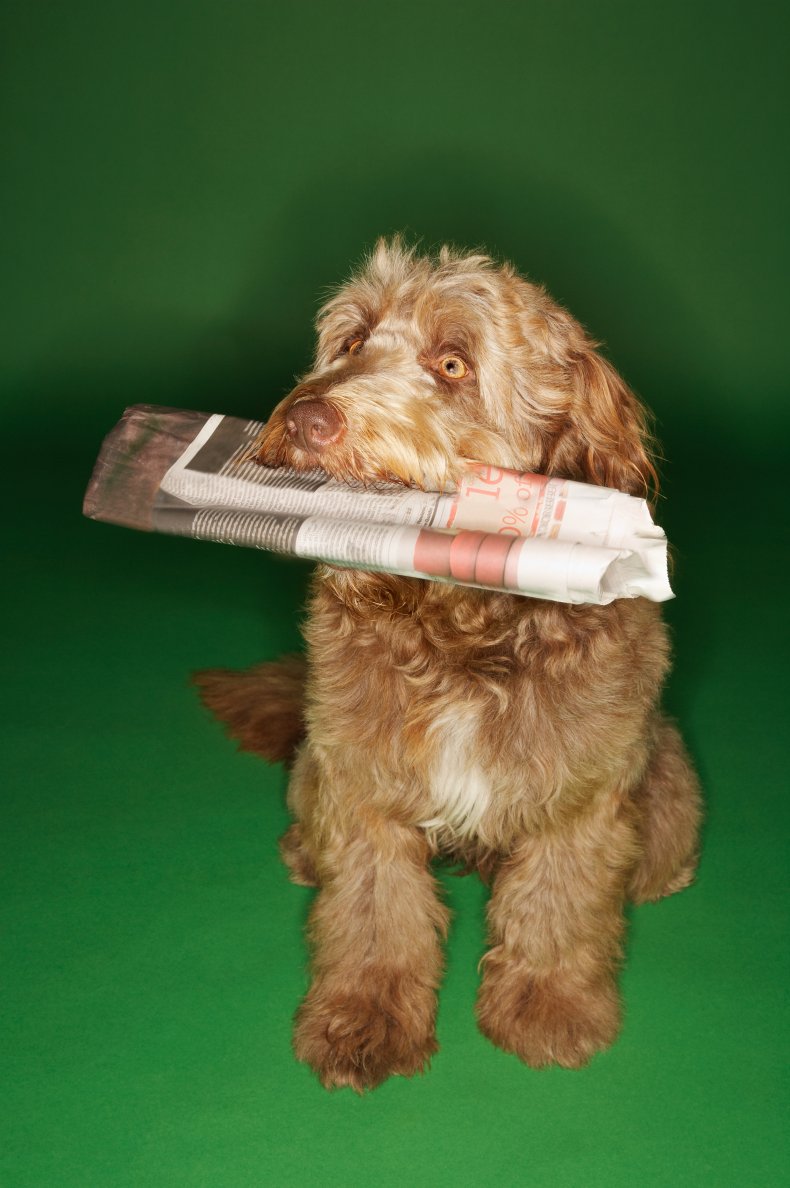 OTTERHOUND