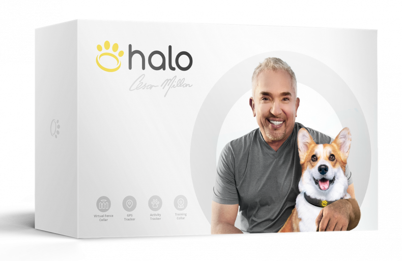 How to Train Dog Using Halo Collar