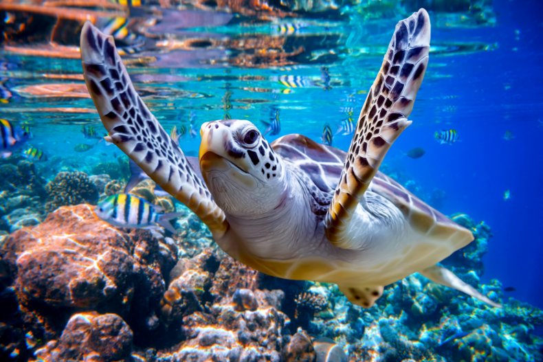 Sea Turtle