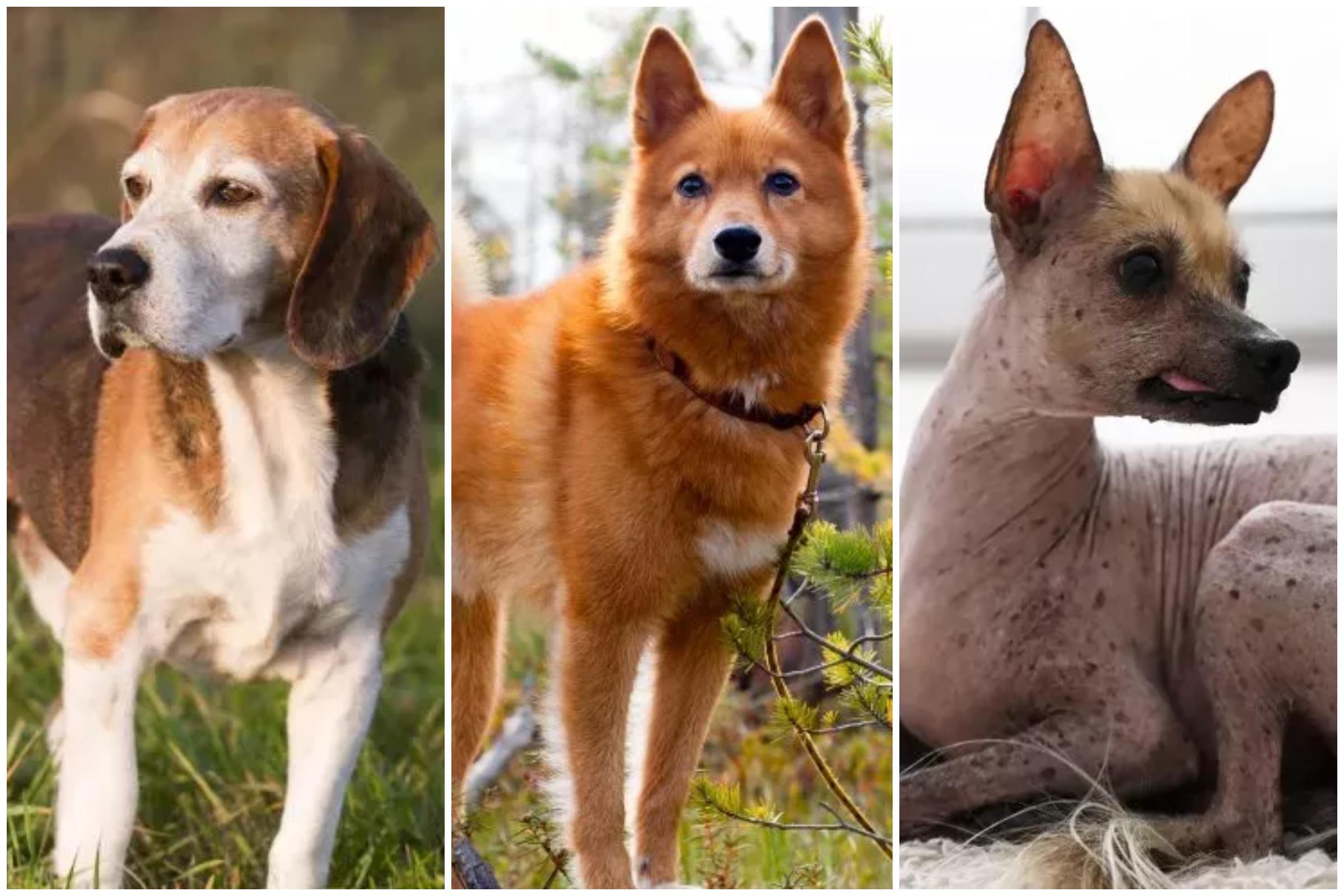 Endangered dog sale breeds