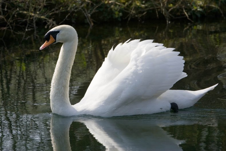 Mute swan