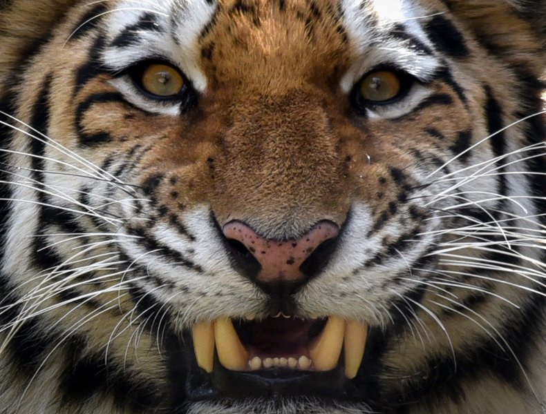 Siberian tiger snarling