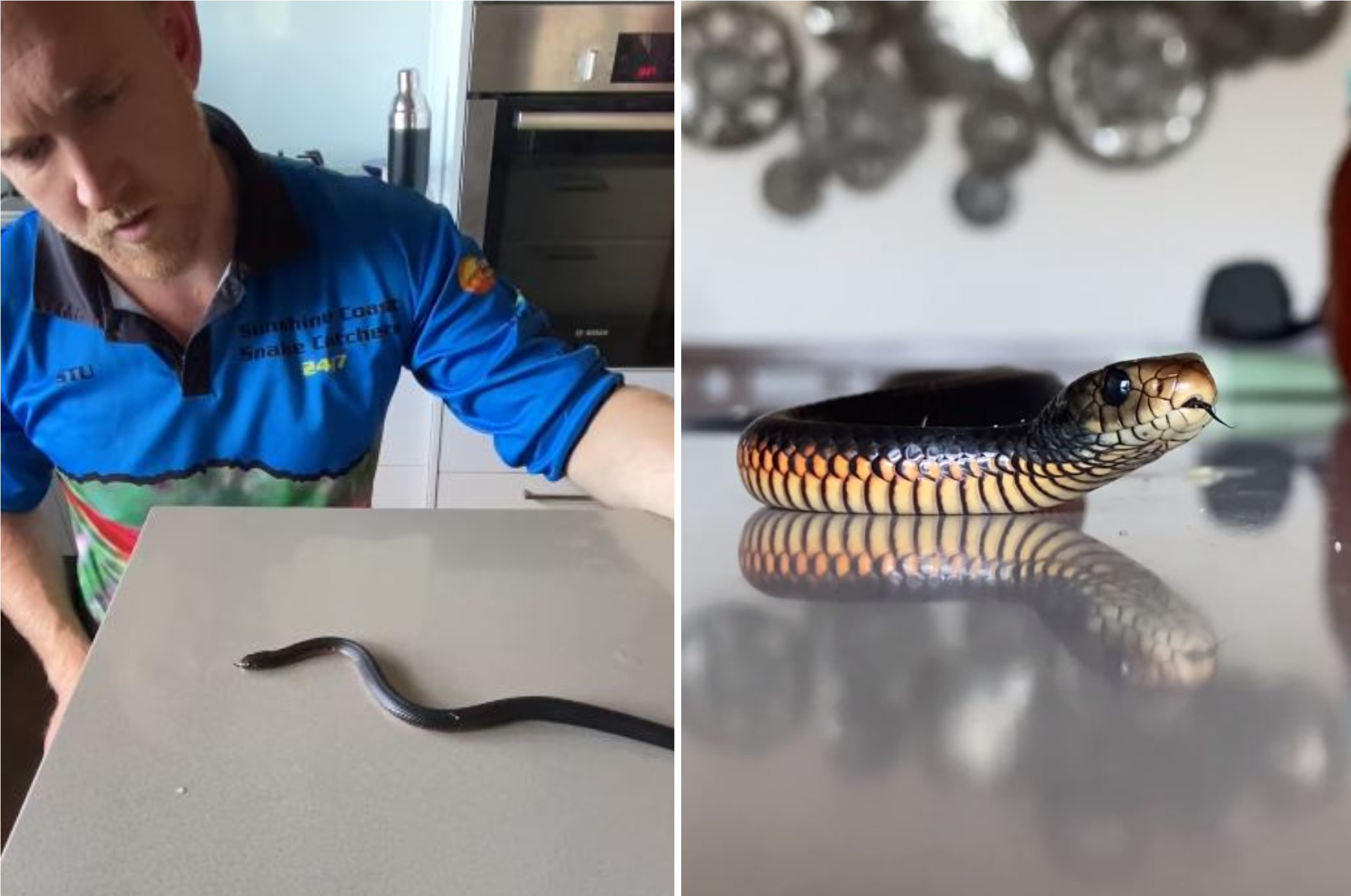  Dead Snake Comes Back To Life After Man Picks It Up In Shocking Video