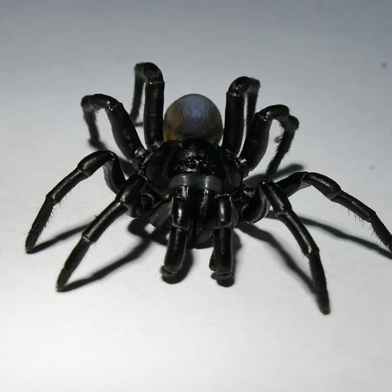 A male Pine Rockland trapdoor spider