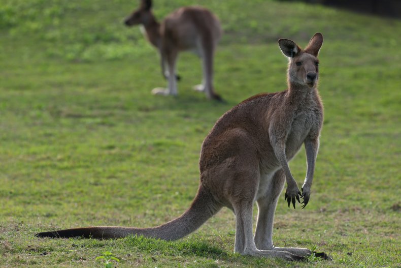 Kangaroos in Gold Coast, Australia