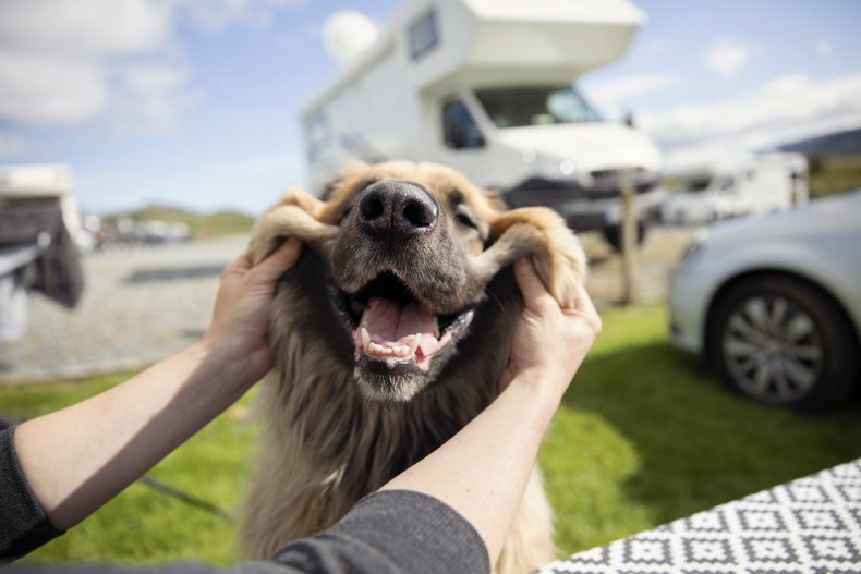 Happy dog