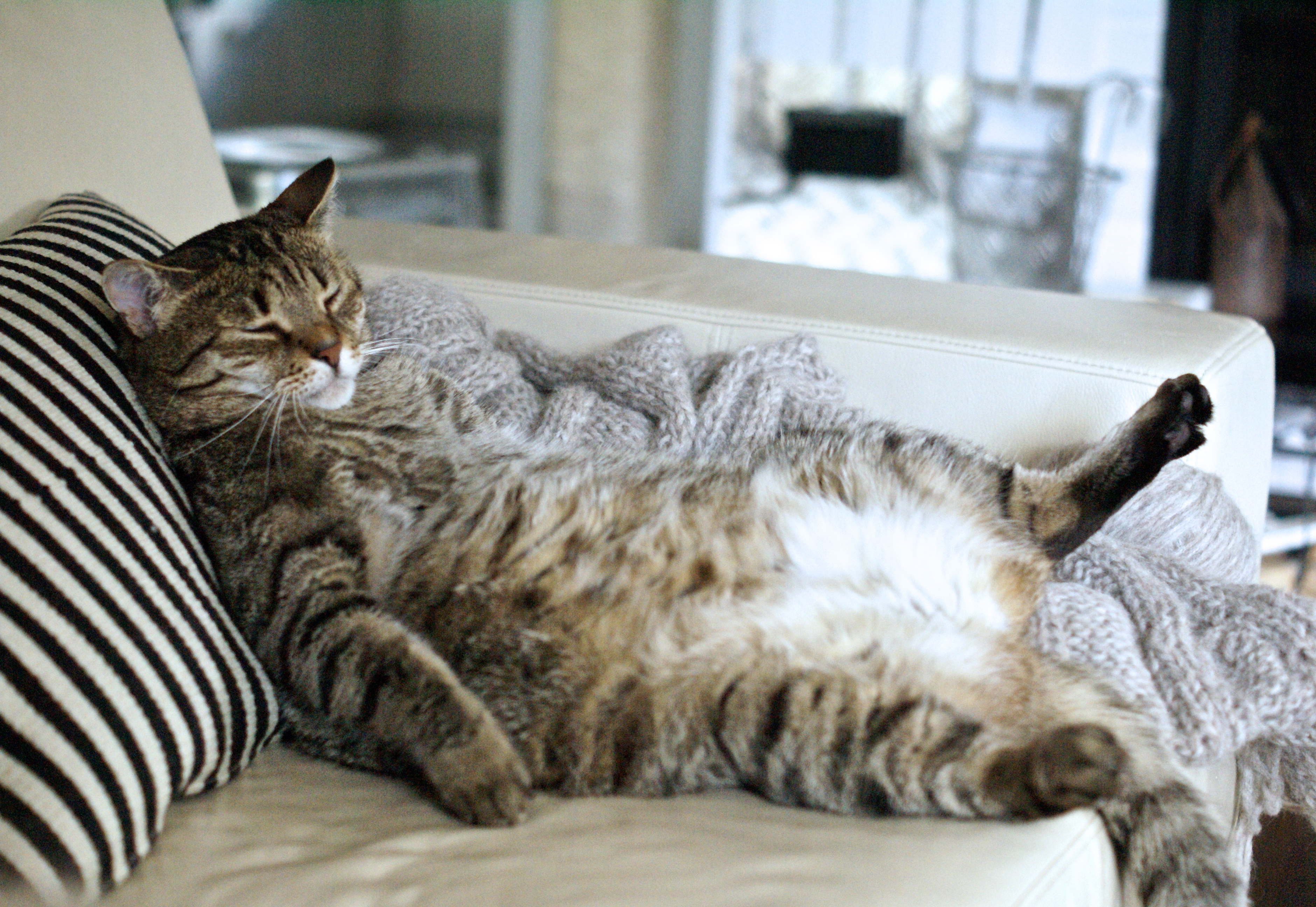 Летняя лень. Ленивый кот. Спящие коты. Толстый ленивый кот. Кот лежит на диване.