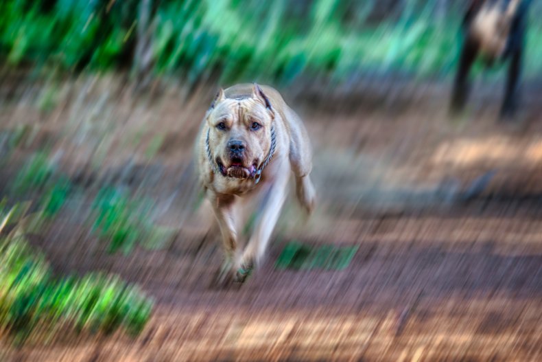 north carolina dog attack pitbull, stock, getty