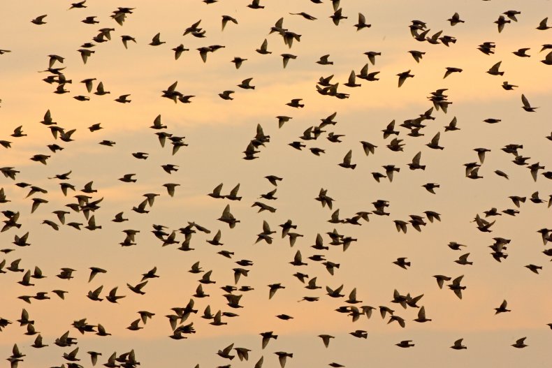 Starlings Migrating in the UK
