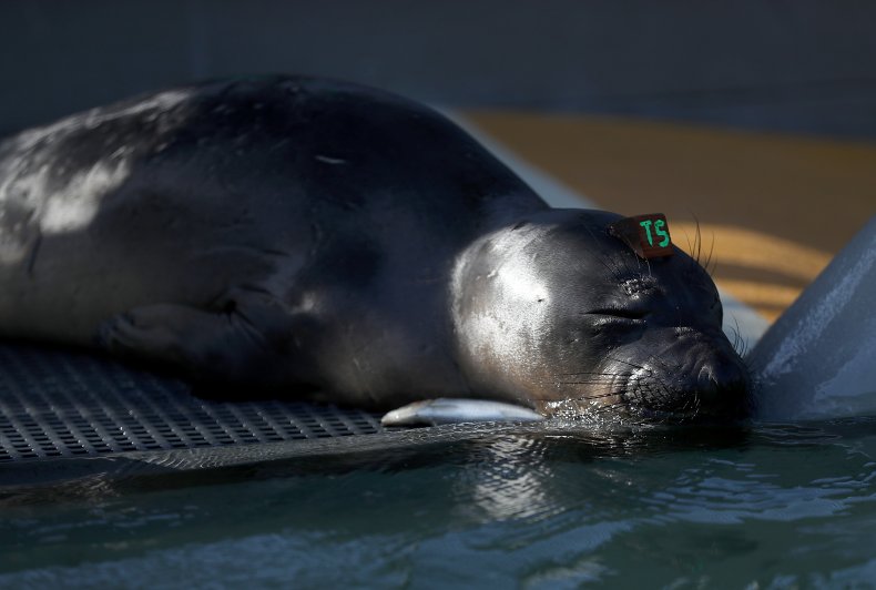 Elephant Seal Saved