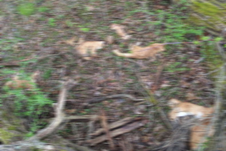 Cats Killed in Wisconsin