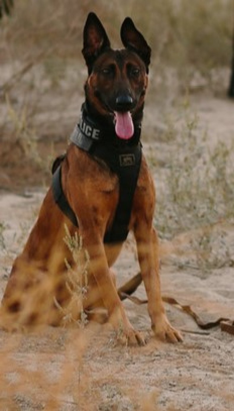 Jango Bakersfield Police K9