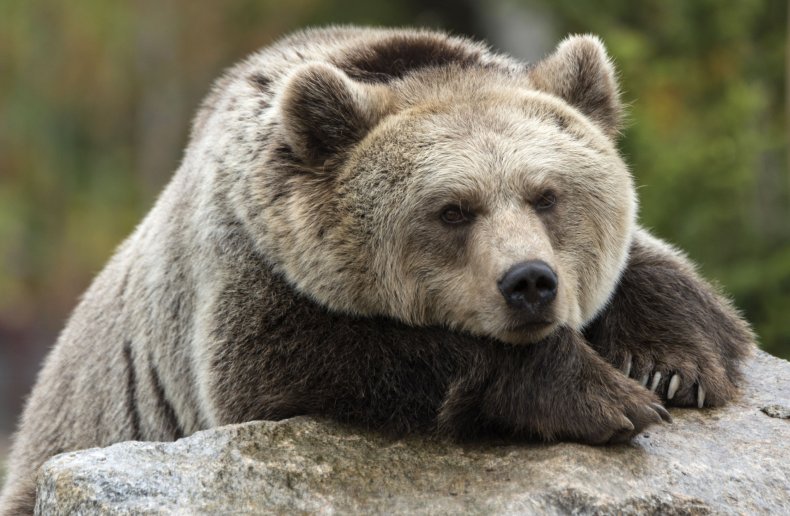 A grizzly bear rests on a rock.