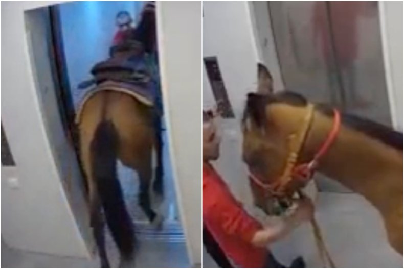 Horse rides luxury elevator