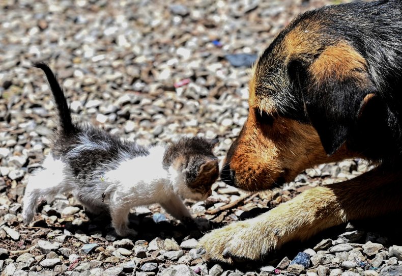 Dog and Kitten