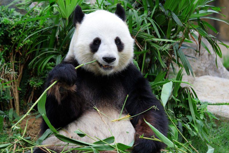 Panda bamboo eating