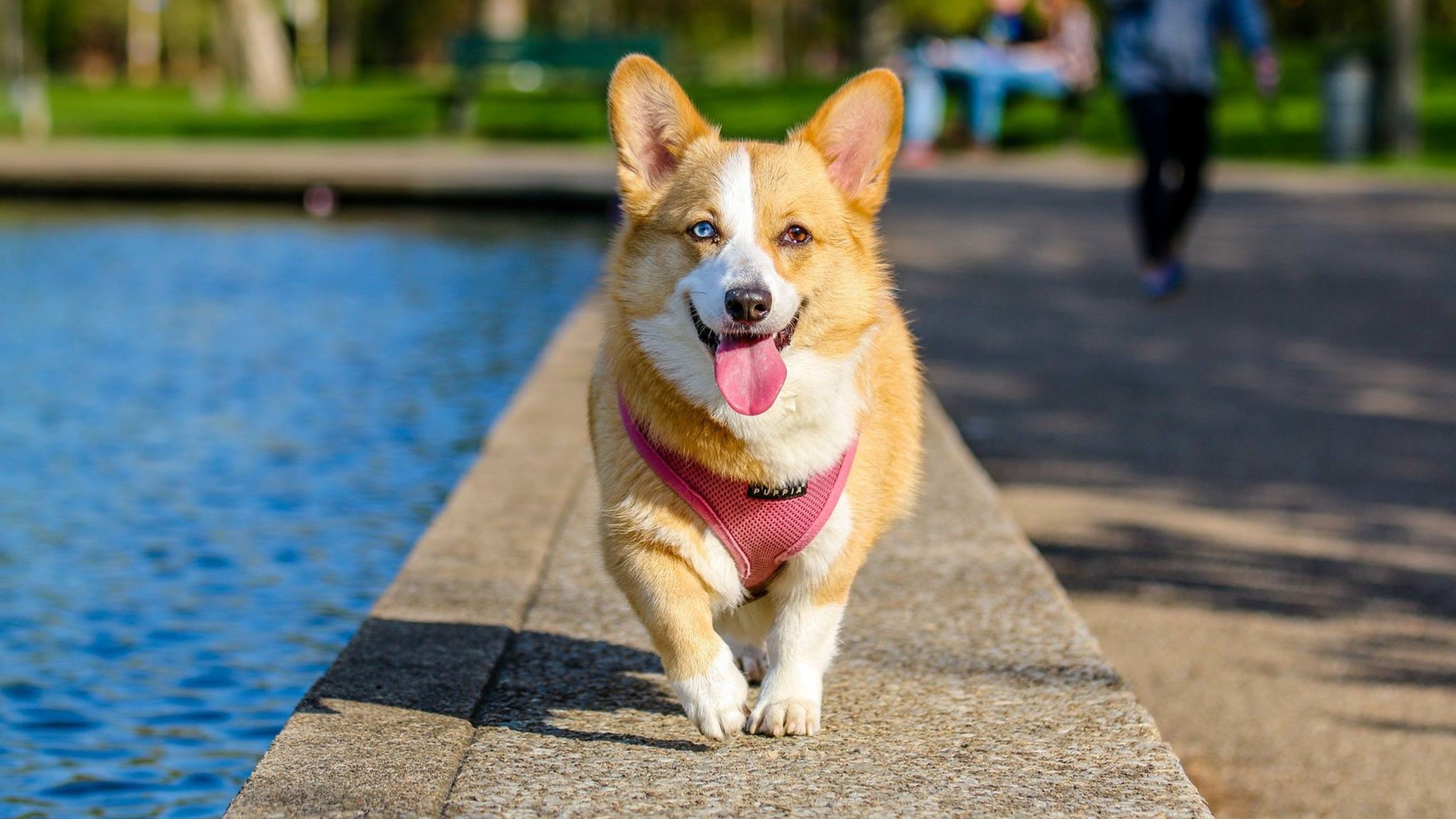 how do you keep a dog cool