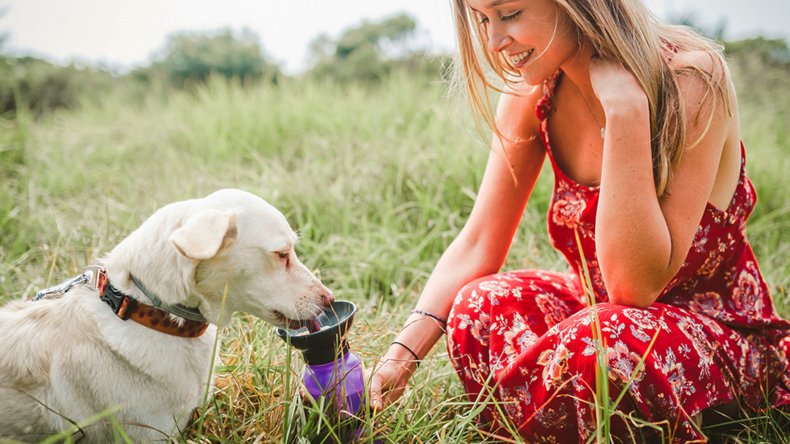 Keep Dogs Cool