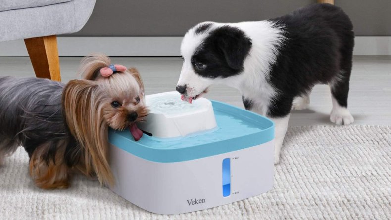 Keep Dogs Cool
