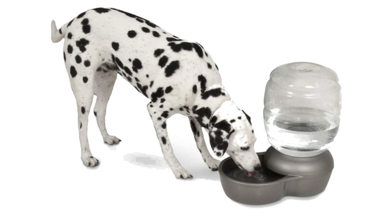 Keep Dogs Cool