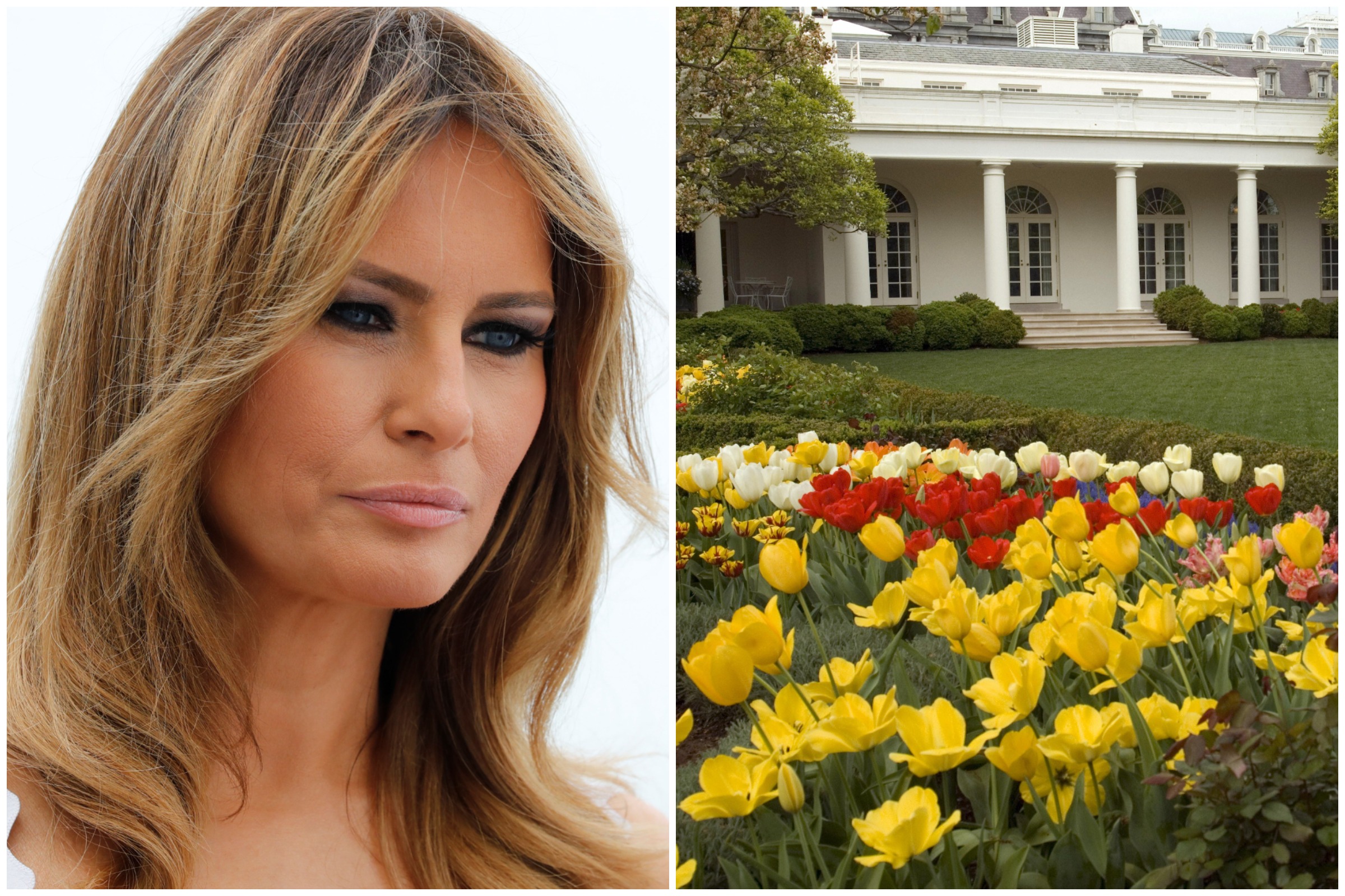 Petition To Reverse Melania Trump S White House Rose Garden Changes Passes 50k Signatures