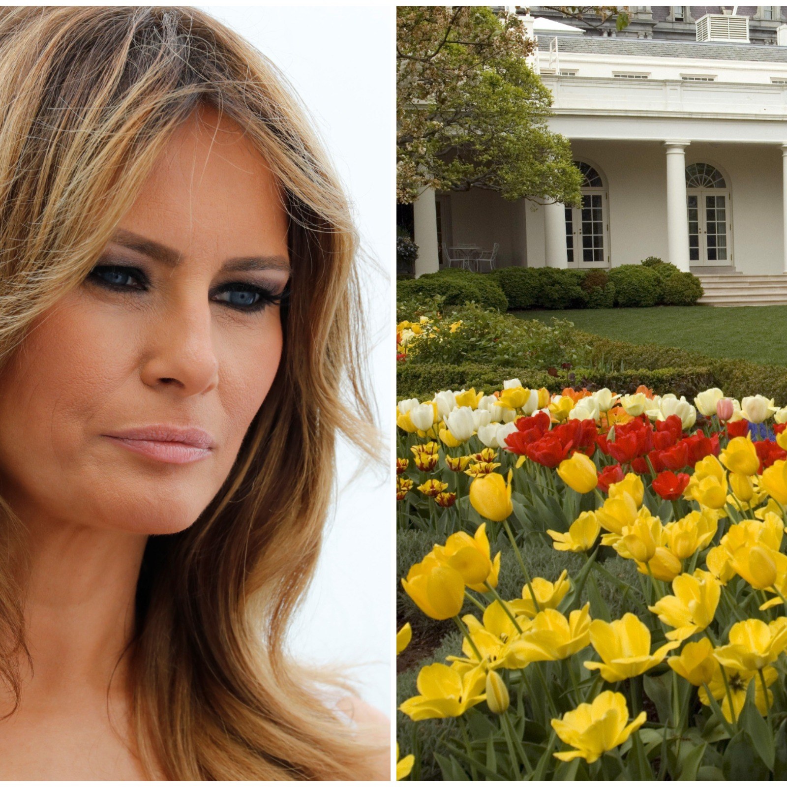 Petition To Reverse Melania Trump S White House Rose Garden Changes Passes 50k Signatures