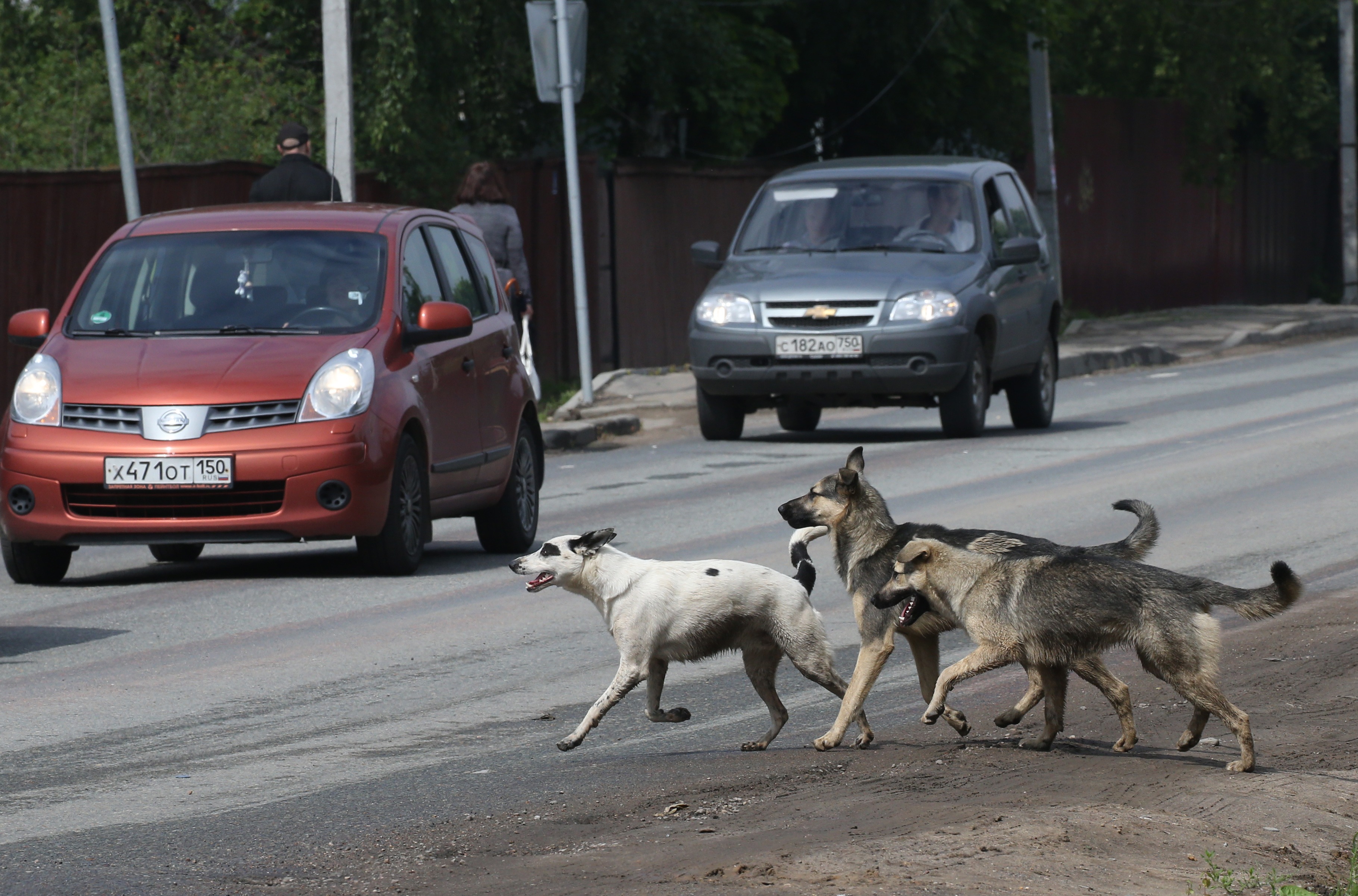 pack of feral dogs
