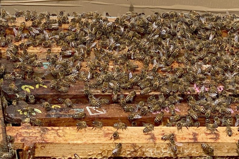 Bee swarm