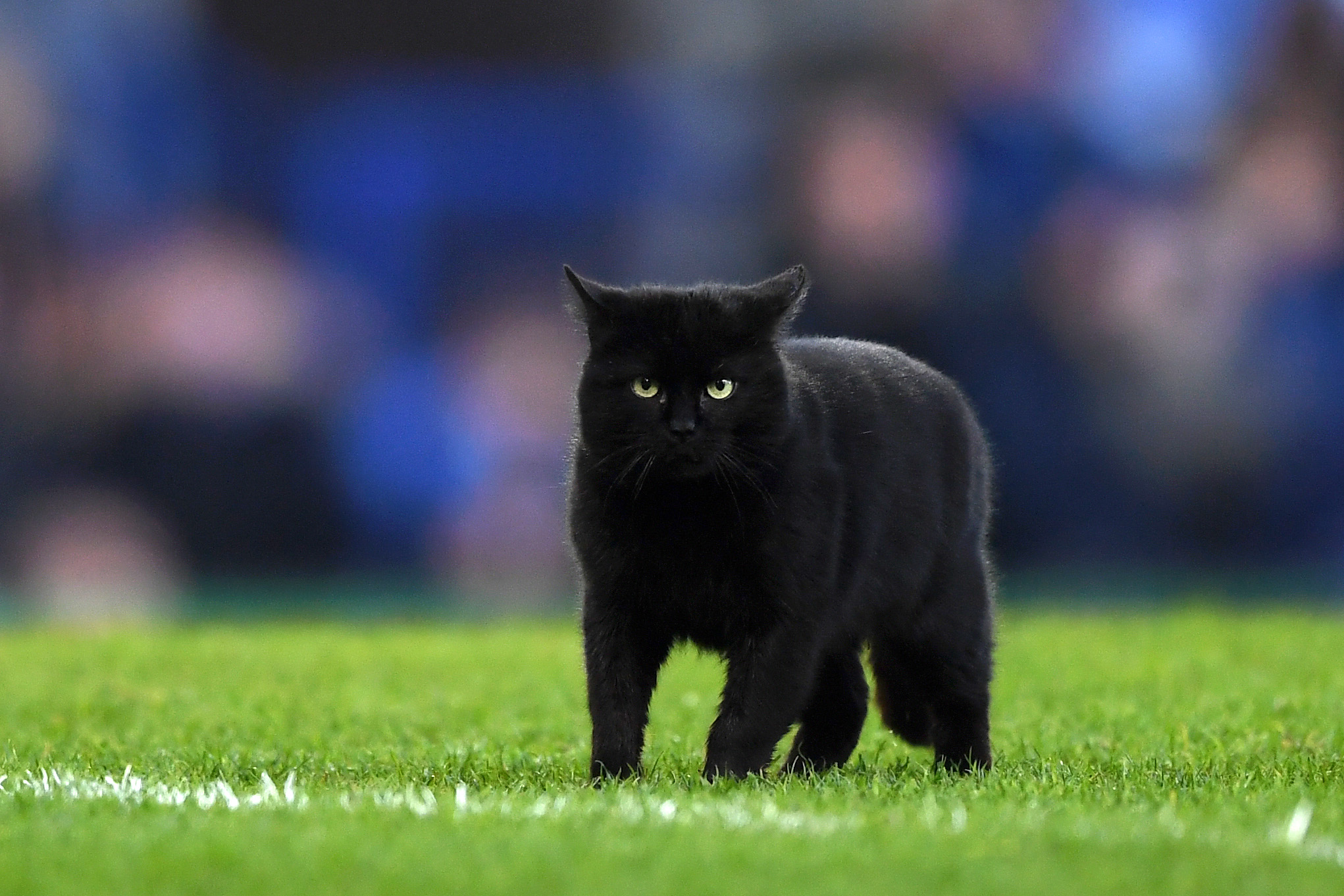 Черный кот на футбольном поле