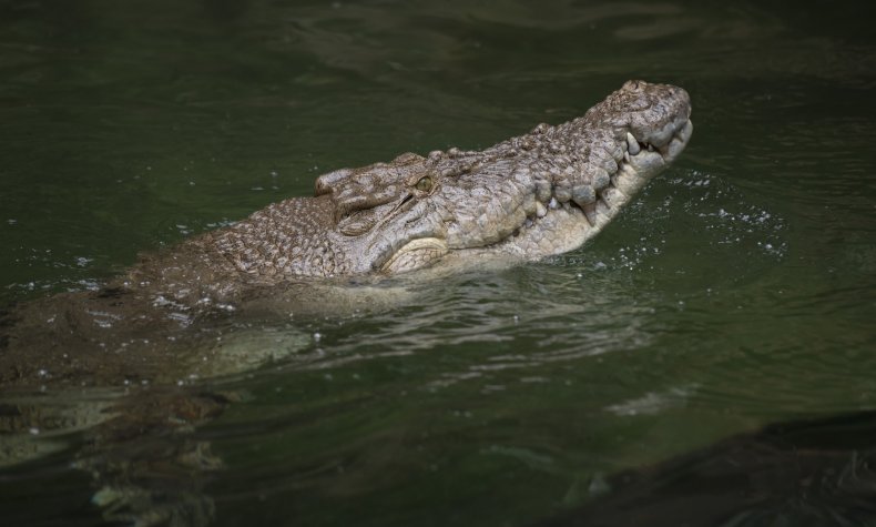 A crocodile in a zoo