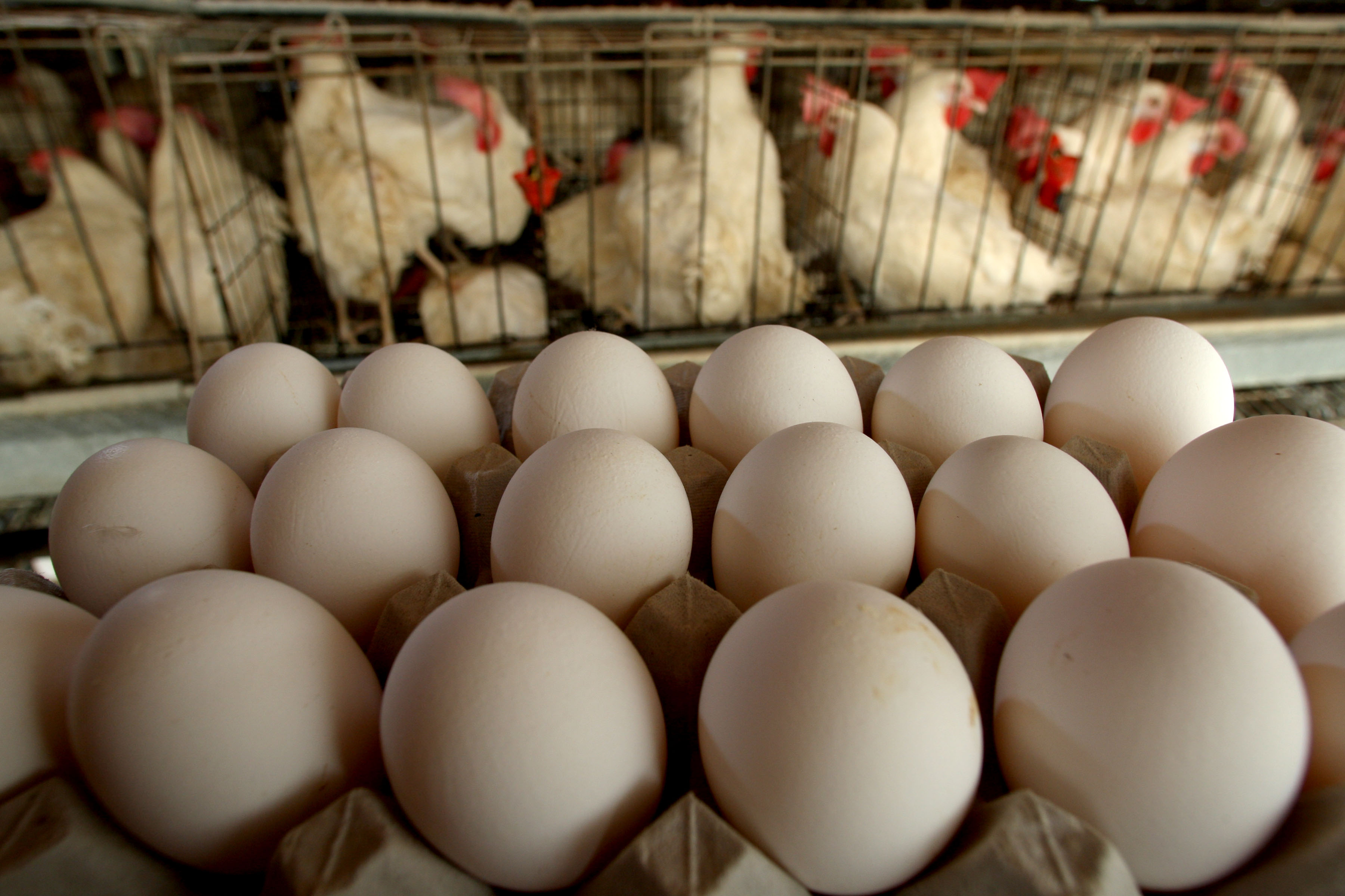 China School Shut Down After Principal Publishes Paper Saying Students Can Hatch Eggs With Their Minds - Vimarsana News