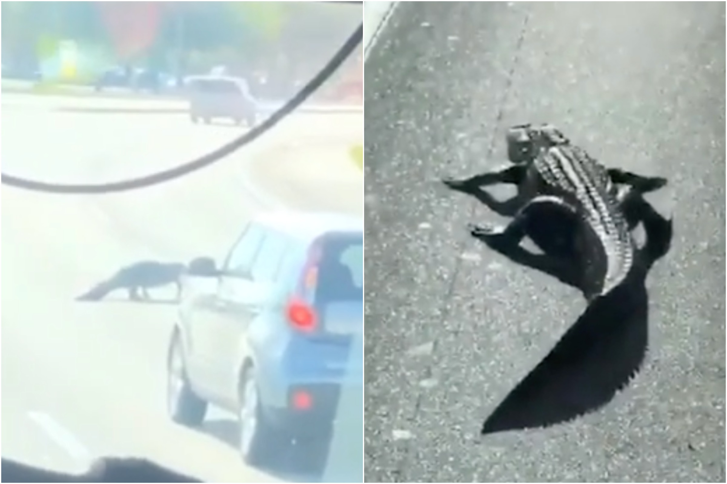 Alligator Stops Traffic as it Casually Crosses Street