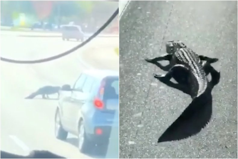 Florida alligator blocks traffic in leisurely stroll
