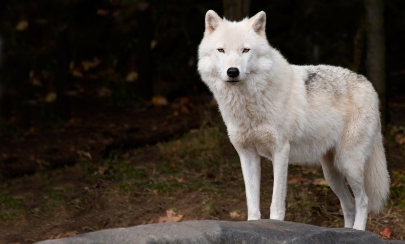 Wolf