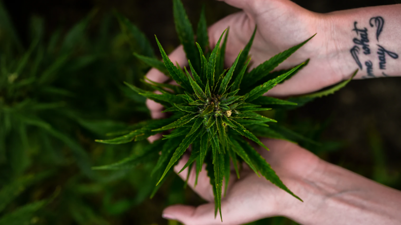 Dog CBD 2