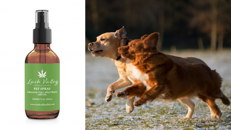 Dog CBD 7