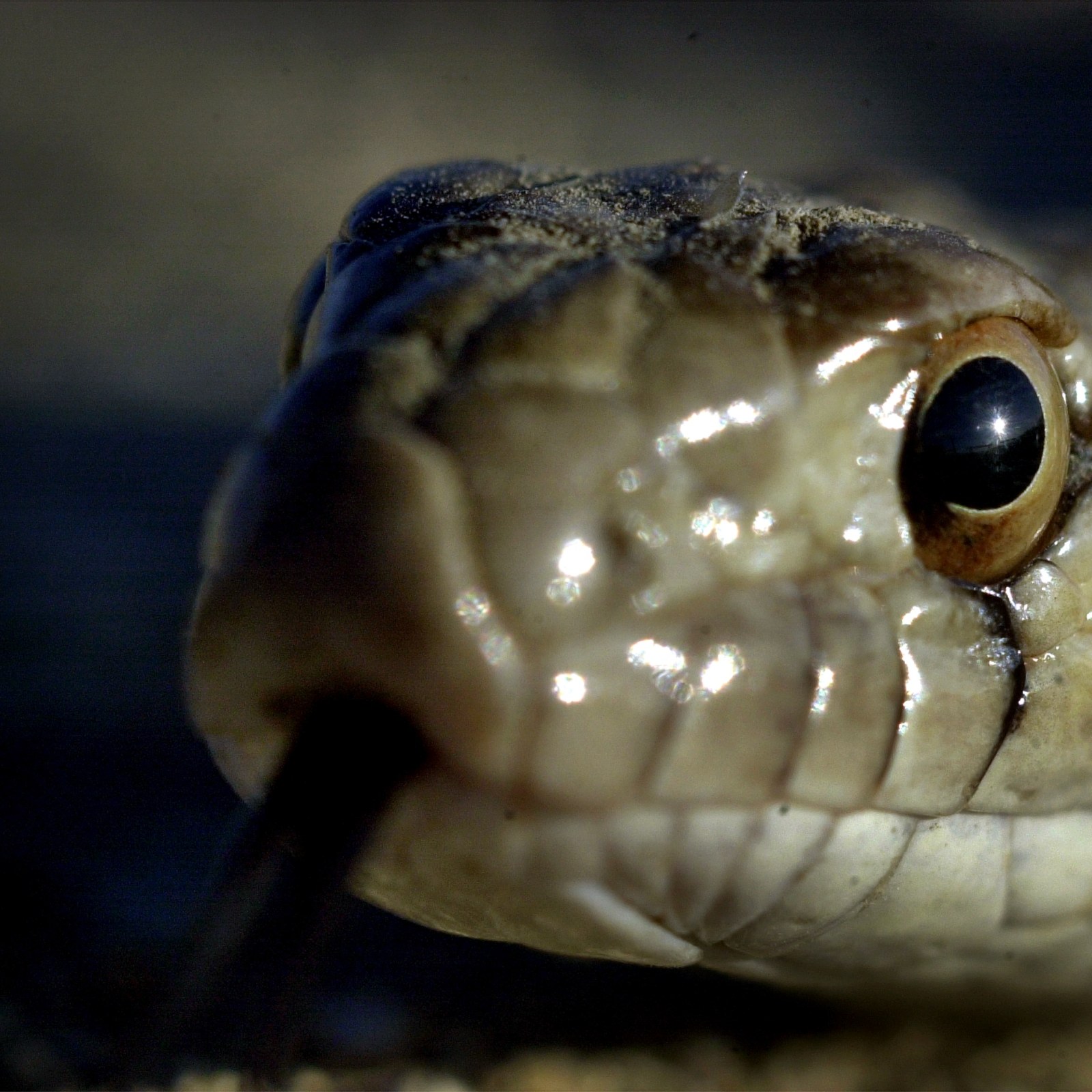 fastest snakes black mamba