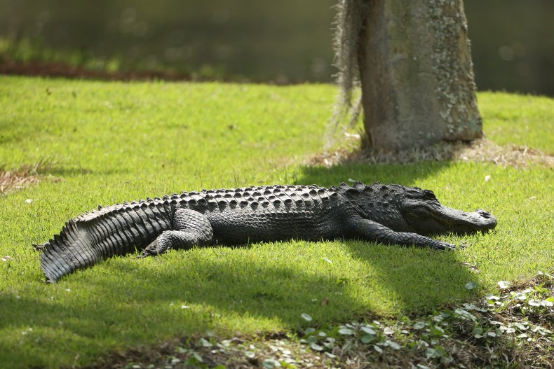 Alligator pushed away from house with broom